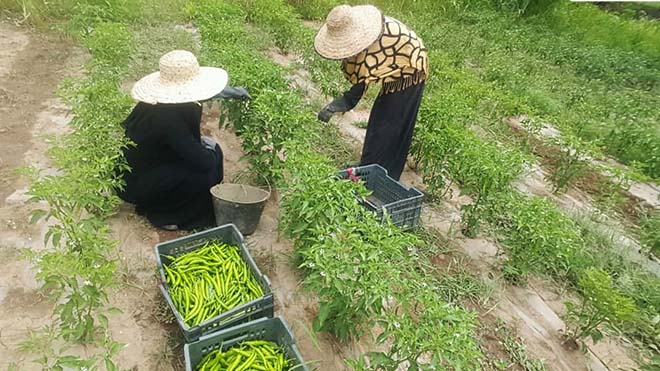 نوري في أرضها تقوم بجني محصولها، في منطقة المحافر بحافظة تعز نوري في أرضها تقوم بجني محصولها، في منطقة المحافر بحافظة تعز